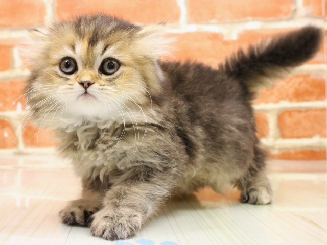 大阪府のスコティッシュフォールド (Coo&RIKU松原店/2026年2月14日生まれ/女の子/シェーデットゴールデン)の子猫の3枚目の画像