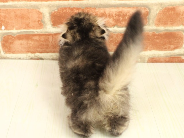 大阪府のスコティッシュフォールド (Coo&RIKU松原店/2026年2月14日生まれ/女の子/シェーデットゴールデン)の子猫の4枚目の画像