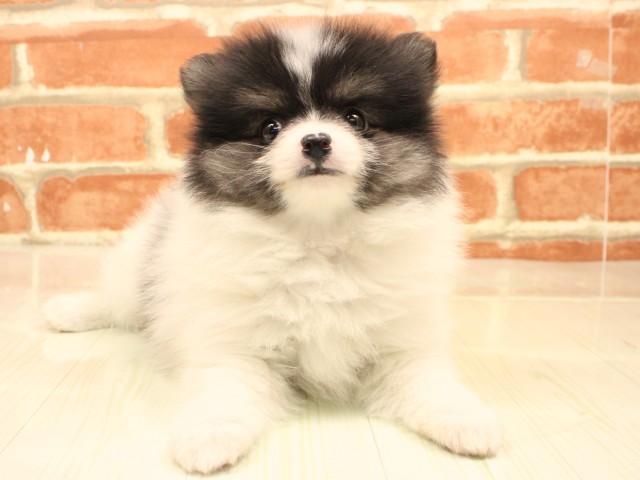 和歌山県のポメラニアン (Coo&RIKU和歌山店/2026年2月19日生まれ/女の子/ホワイトブラックタン)の子犬の1枚目の画像