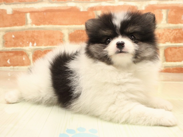 和歌山県のポメラニアン (Coo&RIKU和歌山店/2026年2月19日生まれ/女の子/ホワイトブラックタン)の子犬の2枚目の画像