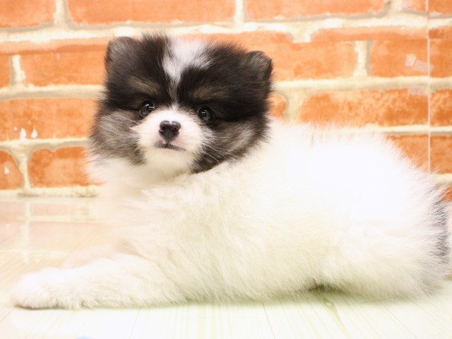 和歌山県のポメラニアン (Coo&RIKU和歌山店/2026年2月19日生まれ/女の子/ホワイトブラックタン)の子犬の3枚目の画像