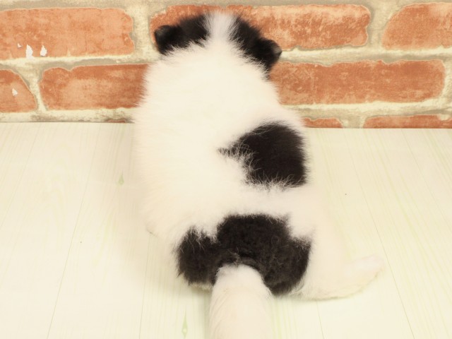 和歌山県のポメラニアン (Coo&RIKU和歌山店/2026年2月19日生まれ/女の子/ホワイトブラックタン)の子犬の4枚目の画像