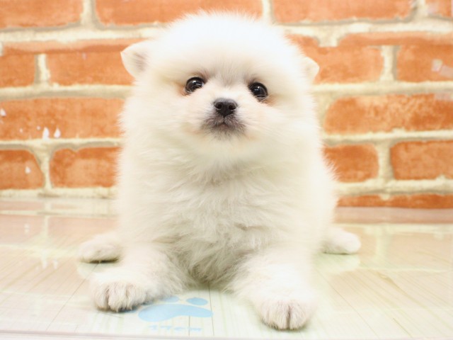 大阪府のポメチワ/チワポメ/ポメチー(ポメラニアン×チワワ) (Coo&RIKU梅田店/2026年2月18日生まれ/男の子/クリーム)の子犬の1枚目の画像