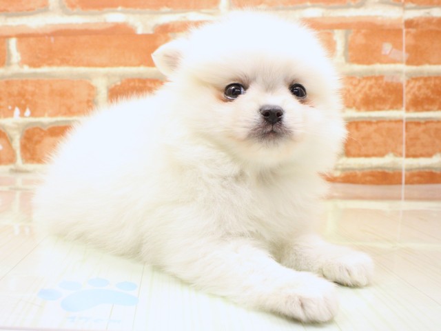 大阪府のポメチワ/チワポメ/ポメチー(ポメラニアン×チワワ) (Coo&RIKU梅田店/2026年2月18日生まれ/男の子/クリーム)の子犬の2枚目の画像