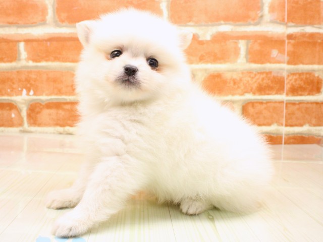 大阪府のポメチワ/チワポメ/ポメチー(ポメラニアン×チワワ) (Coo&RIKU梅田店/2026年2月18日生まれ/男の子/クリーム)の子犬の3枚目の画像