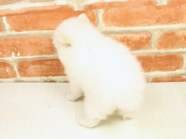 大阪府のポメチワ/チワポメ/ポメチー(ポメラニアン×チワワ) (Coo&RIKU梅田店/2026年2月18日生まれ/男の子/クリーム)の子犬の4枚目の画像