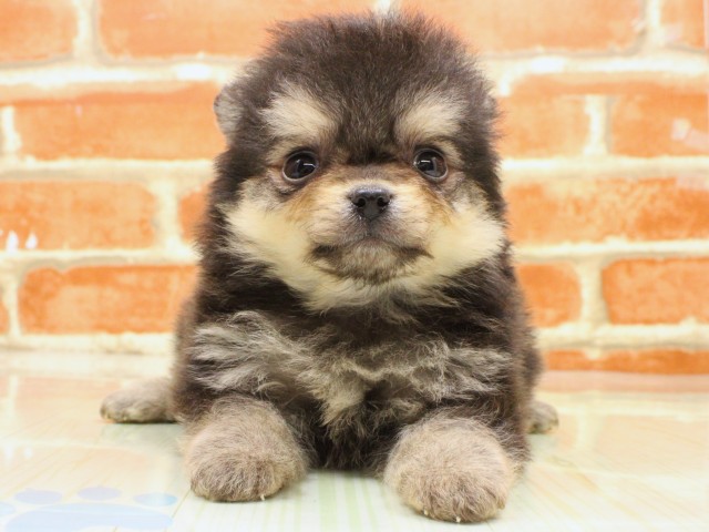 大阪府のポメチワ/チワポメ/ポメチー(ポメラニアン×チワワ) (Coo&RIKU和泉店/2026年2月19日生まれ/男の子/ブラッククリーム)の子犬の1枚目の画像