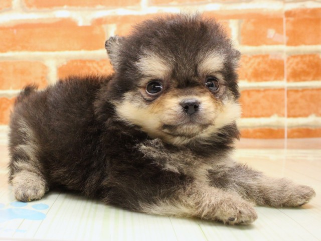 大阪府のポメチワ/チワポメ/ポメチー(ポメラニアン×チワワ) (Coo&RIKU和泉店/2026年2月19日生まれ/男の子/ブラッククリーム)の子犬の2枚目の画像