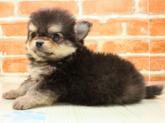 大阪府のポメチワ/チワポメ/ポメチー(ポメラニアン×チワワ) (Coo&RIKU和泉店/2026年2月19日生まれ/男の子/ブラッククリーム)の子犬の3枚目の画像