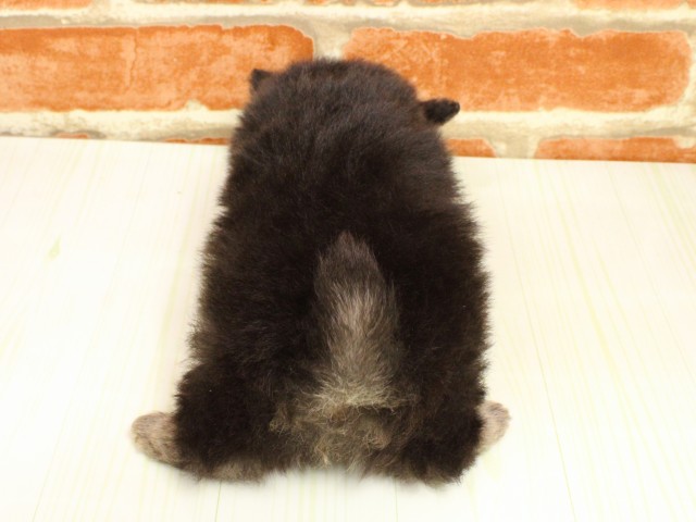 大阪府のポメチワ/チワポメ/ポメチー(ポメラニアン×チワワ) (Coo&RIKU和泉店/2026年2月19日生まれ/男の子/ブラッククリーム)の子犬の4枚目の画像