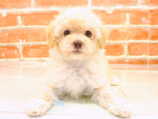 大阪府のトイプードル(トイ) (Coo&RIKU和泉店/2026年2月18日生まれ/女の子/ペールフォーン)の子犬の1枚目の画像
