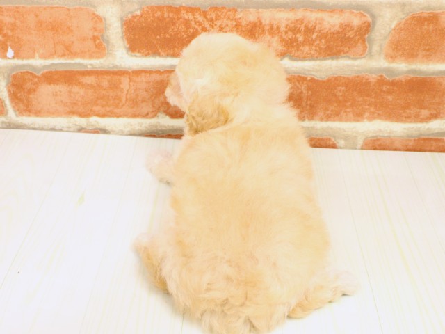 大阪府のトイプードル(トイ) (Coo&RIKU和泉店/2026年2月18日生まれ/女の子/ペールフォーン)の子犬の4枚目の画像