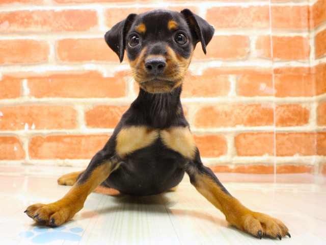 和歌山県のミニチュアピンシャー (Coo&RIKU和歌山店/2026年2月16日生まれ/男の子/ブラックタン)の子犬の1枚目の画像