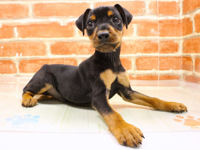 和歌山県のミニチュアピンシャー (Coo&RIKU和歌山店/2026年2月16日生まれ/男の子/ブラックタン)の子犬の2枚目の画像