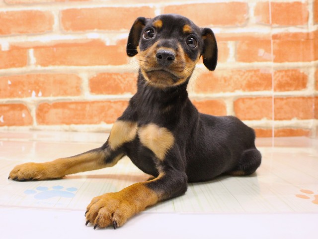 和歌山県のミニチュアピンシャー (Coo&RIKU和歌山店/2026年2月16日生まれ/男の子/ブラックタン)の子犬の3枚目の画像