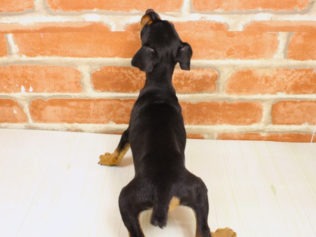 和歌山県のミニチュアピンシャー (Coo&RIKU和歌山店/2026年2月16日生まれ/男の子/ブラックタン)の子犬の4枚目の画像