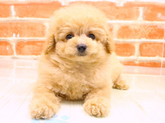 大阪府のトイプードル(トイ) (Coo&RIKU高槻店/2026年2月18日生まれ/男の子/オレンジフォーン)の子犬の1枚目の画像