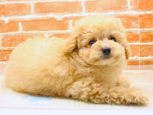 大阪府のトイプードル(トイ) (Coo&RIKU高槻店/2026年2月18日生まれ/男の子/オレンジフォーン)の子犬の2枚目の画像