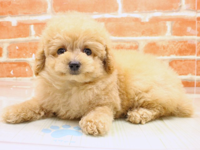 大阪府のトイプードル(トイ) (Coo&RIKU高槻店/2026年2月18日生まれ/男の子/オレンジフォーン)の子犬の3枚目の画像