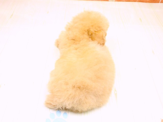 大阪府のトイプードル(トイ) (Coo&RIKU高槻店/2026年2月18日生まれ/男の子/オレンジフォーン)の子犬の4枚目の画像