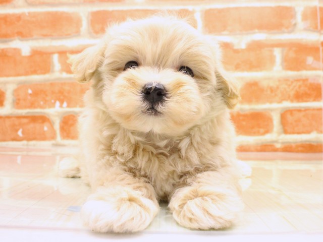 大阪府のマルプー(マルチーズ×プードル) (Coo&RIKU城東古市店/2026年2月18日生まれ/男の子/クリーム)の子犬