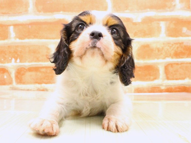大阪府のキャバリアキングチャールズスパニエル (Coo&RIKU城東古市店/2026年2月19日生まれ/男の子/トライカラー)の子犬の1枚目の画像