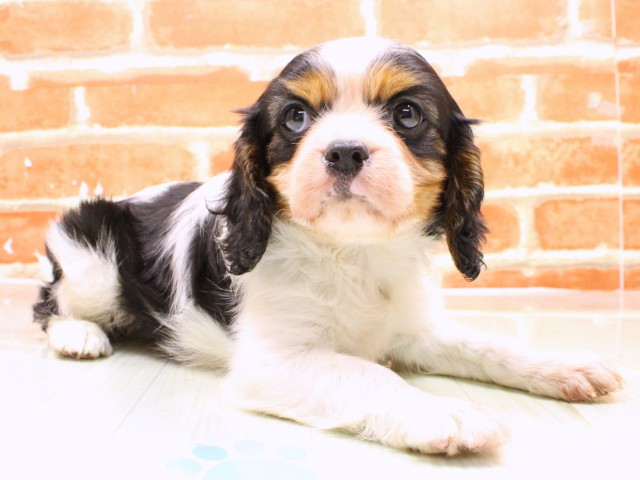 大阪府のキャバリアキングチャールズスパニエル (Coo&RIKU城東古市店/2026年2月19日生まれ/男の子/トライカラー)の子犬の2枚目の画像
