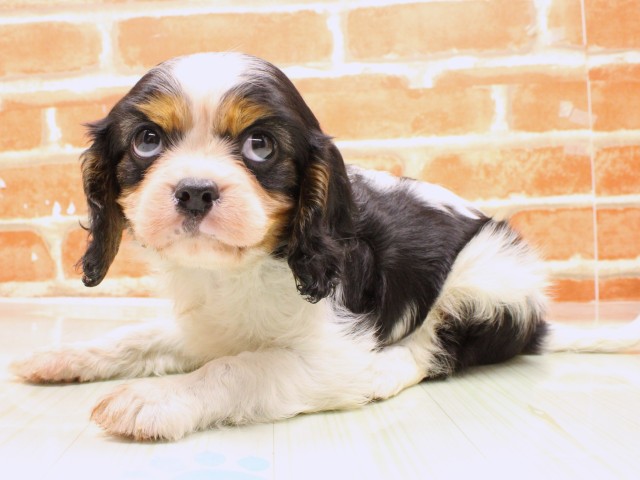 大阪府のキャバリアキングチャールズスパニエル (Coo&RIKU城東古市店/2026年2月19日生まれ/男の子/トライカラー)の子犬の3枚目の画像