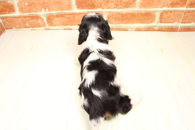 大阪府のキャバリアキングチャールズスパニエル (Coo&RIKU城東古市店/2026年2月19日生まれ/男の子/トライカラー)の子犬の4枚目の画像