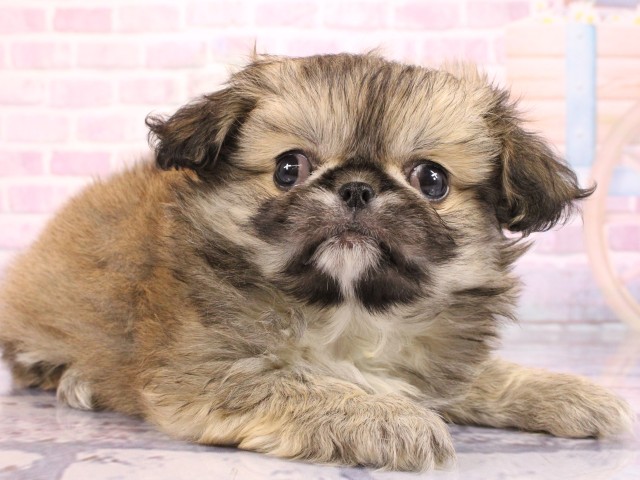 兵庫県のチワペキ/ペキチー/ペキチワ(チワワ×ペキニーズ) (Coo&RIKU丹波店/2026年2月16日生まれ/男の子/フォーンホワイト)の子犬の2枚目の画像