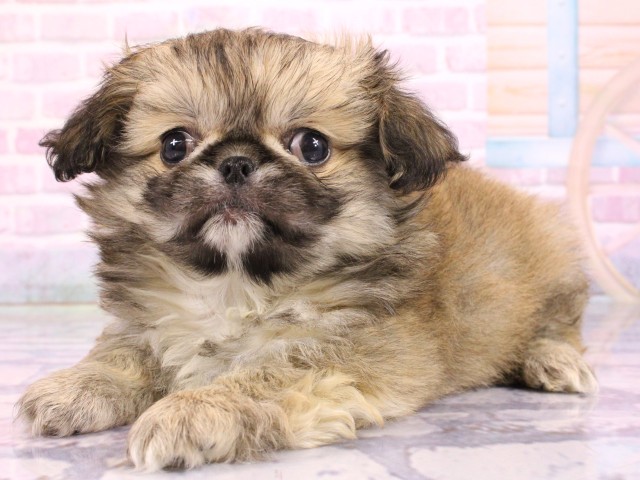 兵庫県のチワペキ/ペキチー/ペキチワ(チワワ×ペキニーズ) (Coo&RIKU丹波店/2026年2月16日生まれ/男の子/フォーンホワイト)の子犬の3枚目の画像