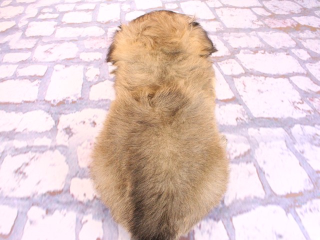 兵庫県のチワペキ/ペキチー/ペキチワ(チワワ×ペキニーズ) (Coo&RIKU丹波店/2026年2月16日生まれ/男の子/フォーンホワイト)の子犬の4枚目の画像