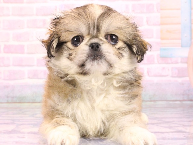 兵庫県のチワペキ/ペキチー/ペキチワ(チワワ×ペキニーズ) (Coo&RIKU姫路店/2026年2月16日生まれ/男の子/フォーンホワイト)の子犬