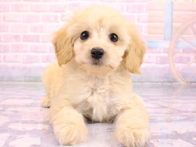 大阪府のダップー(ダックス×プードル) (Coo&RIKU高槻店/2026年2月19日生まれ/女の子/クリーム)の子犬の1枚目の画像