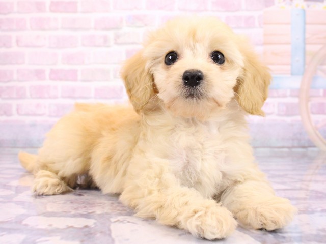 大阪府のダップー(ダックス×プードル) (Coo&RIKU高槻店/2026年2月19日生まれ/女の子/クリーム)の子犬の2枚目の画像