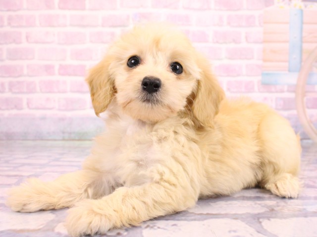 大阪府のダップー(ダックス×プードル) (Coo&RIKU高槻店/2026年2月19日生まれ/女の子/クリーム)の子犬の3枚目の画像