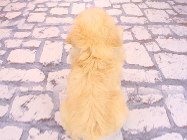 大阪府のダップー(ダックス×プードル) (Coo&RIKU高槻店/2026年2月19日生まれ/女の子/クリーム)の子犬の4枚目の画像