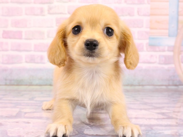 大阪府のチワックス(チワワ×ダックス) (Coo&RIKU梅田店/2026年2月19日生まれ/女の子/クリーム)の子犬の1枚目の画像