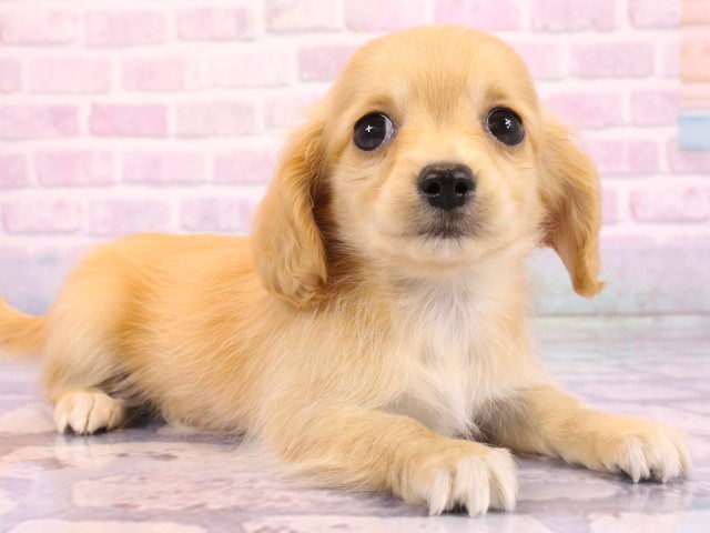 大阪府のチワックス(チワワ×ダックス) (Coo&RIKU梅田店/2026年2月19日生まれ/女の子/クリーム)の子犬の2枚目の画像