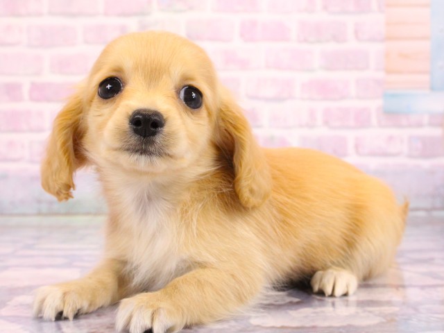 大阪府のチワックス(チワワ×ダックス) (Coo&RIKU梅田店/2026年2月19日生まれ/女の子/クリーム)の子犬の3枚目の画像