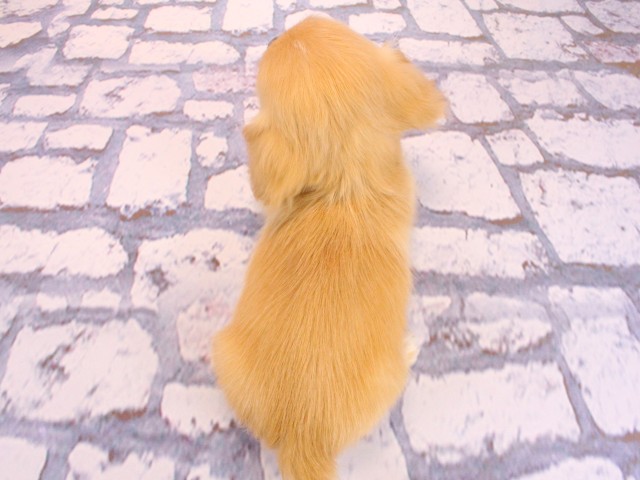 大阪府のチワックス(チワワ×ダックス) (Coo&RIKU梅田店/2026年2月19日生まれ/女の子/クリーム)の子犬の4枚目の画像