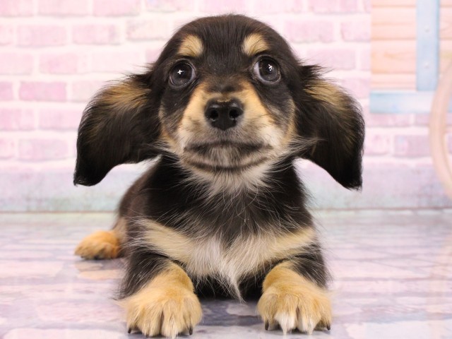 兵庫県のチワックス(チワワ×ダックス) (Coo&RIKU丹波店/2026年2月19日生まれ/男の子/ブラッククリーム)の子犬