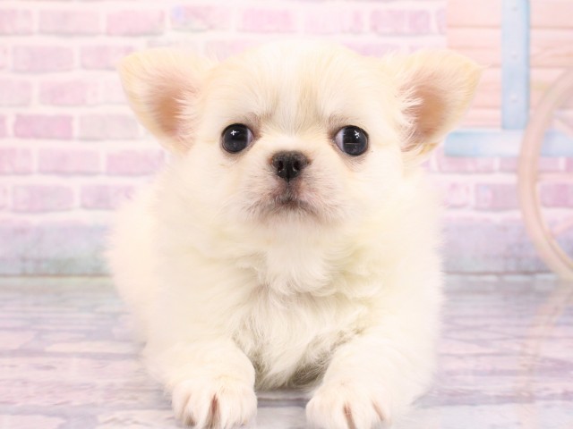 兵庫県のチワワ(ロング) (Coo&RIKU三木店/2026年2月19日生まれ/男の子/クリームホワイト)の子犬