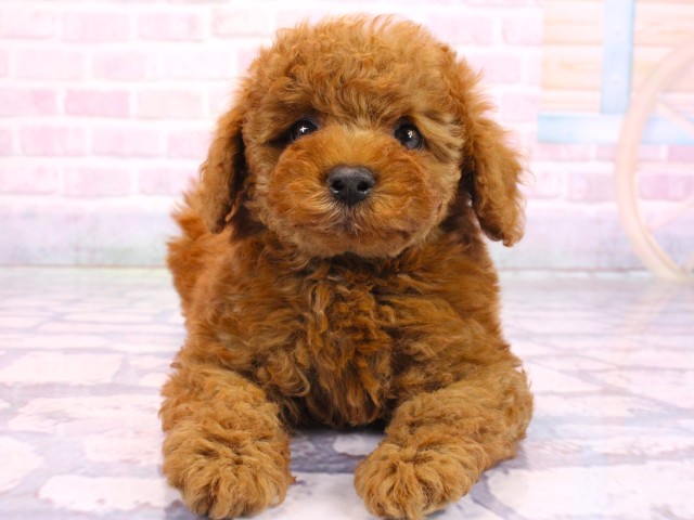 大阪府のトイプードル(トイ) (Coo&RIKU高槻店/2026年2月17日生まれ/男の子/レッドフォーン)の子犬の1枚目の画像