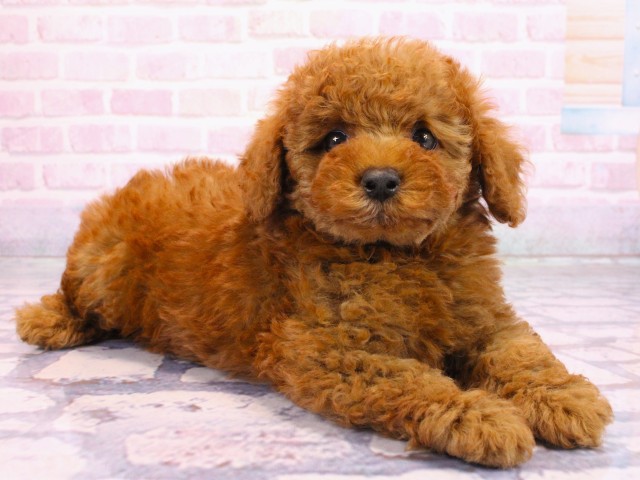 大阪府のトイプードル(トイ) (Coo&RIKU高槻店/2026年2月17日生まれ/男の子/レッドフォーン)の子犬の2枚目の画像