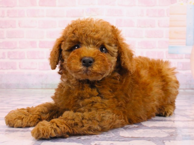 大阪府のトイプードル(トイ) (Coo&RIKU高槻店/2026年2月17日生まれ/男の子/レッドフォーン)の子犬の3枚目の画像
