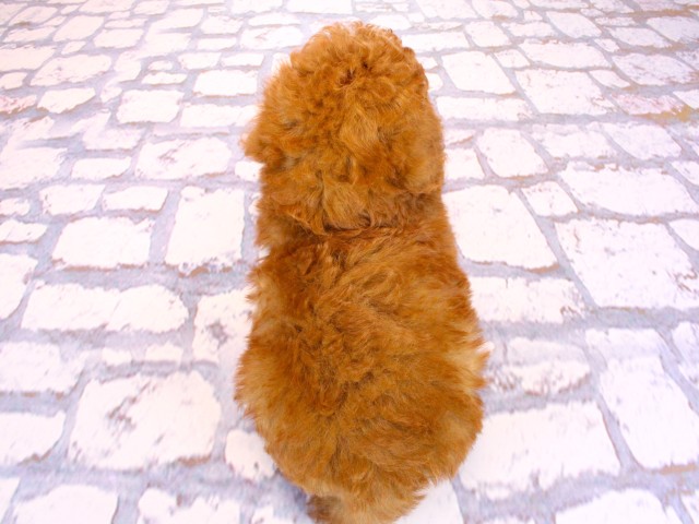 大阪府のトイプードル(トイ) (Coo&RIKU高槻店/2026年2月17日生まれ/男の子/レッドフォーン)の子犬の4枚目の画像