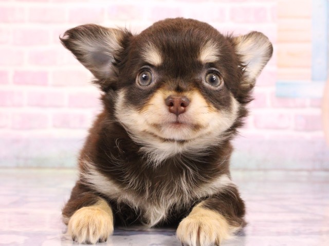 兵庫県のチワワ(ロング) (Coo&RIKU丹波店/2026年2月19日生まれ/男の子/チョコレートタンクリーム)の子犬の1枚目の画像