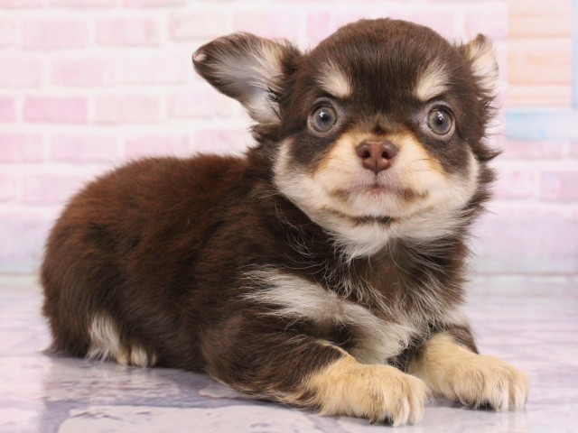 兵庫県のチワワ(ロング) (Coo&RIKU丹波店/2026年2月19日生まれ/男の子/チョコレートタンクリーム)の子犬の2枚目の画像