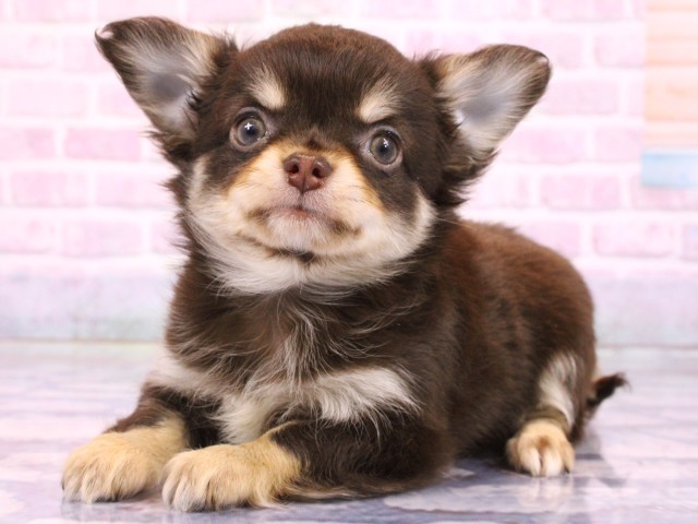 兵庫県のチワワ(ロング) (Coo&RIKU丹波店/2026年2月19日生まれ/男の子/チョコレートタンクリーム)の子犬の3枚目の画像